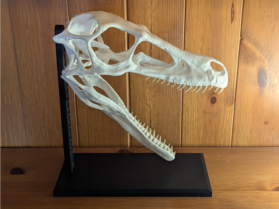 Raptor Skull Display