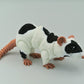Rat