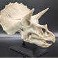 Triceratops Skull Display