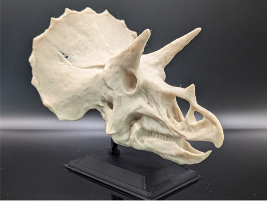 Triceratops Skull Display