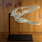 Raptor Skull Display