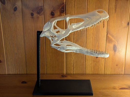 Raptor Skull Display