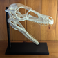 Raptor Skull Display