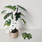 Monstera Coaster Plant