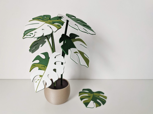 Monstera Coaster Plant
