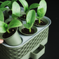 Self Watering Seed Starter