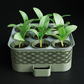 Self Watering Seed Starter
