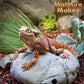 Bearded Dragon